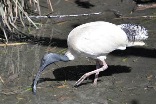 World of Birds Wildlife Sanctuary.